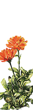 calendula