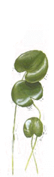 centella